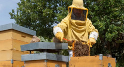 Nasce OP APICA: la prima Organizzazione di produttori del miele in Calabria, la terza in Italia api1_45272.jpg