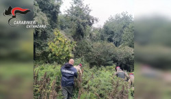 Scoperta illecita coltivazione di marijuana tra Conflenti e Lamezia: 4 arresti, sequestrati beni e conti correnti per oltre 220mila euro cc-2026-04-02-alle-13.34.22_98d2d.jpg