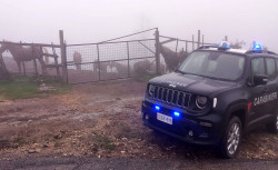 Scoperti e sequestrati a Petronà 17 cavalli privi di tracciamento, indagini cc08-08-15_8fb0a.jpg