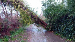 Raffiche di vento colpiscono il territorio lametino, alberi caduti e disagi lungo le strade curinga-2026-01-21-alle-08.29.04_24e86.jpg