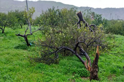 Maltempo: danni alle aziende agricole del Lametino. Coldiretti lancia allarme danni-colture08.36.11_72e9d.jpg