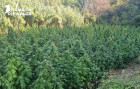 Sequestrata piantagione con oltre 700 piante di marijuana nel Cosentino gdf-2025-12-23-alle-09.39.00_fb8fc.jpg