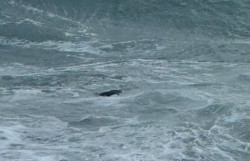 Ancora cadaveri recuperati sulle spiagge calabresi: ipotesi vittime di un naufragio mare-2026-02-17-alle-14.42.28_cf59a.jpg