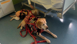 Lamezia, proseguono le giornate di Pet Therapy all’ospedale: sorrisi e conforto per i piccoli pazienti per_1_f1f11.jpg