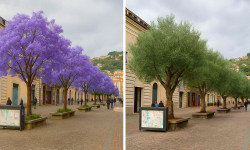 Lamezia, palme sull'isola pedonale: Sindaco lancia consultazione sui social prima-proposta_1112e.jpg