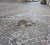 Lamezia, il consigliere Masi interroga il sindaco sulla manutenzione di verde e strade situazione-strade-112022-sampietrini7_6f97a_bf0cb.jpg