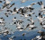 uccelli-migratori8388a008_b914b.jpg