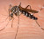 Lamezia, interventi di disinfestazione adulticida sul territorio comunale il 21 e 22 ottobre   zanzara-tigre-04212017-120614_fa73c_10ce3_ee0b8-1_e6fa9.jpg